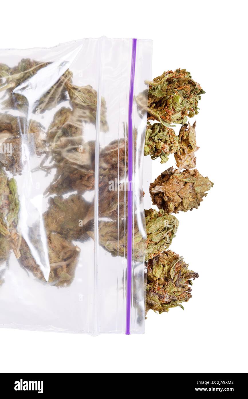 Grande sacchetto di plastica di erbaccia o marijuana. Foto Stock