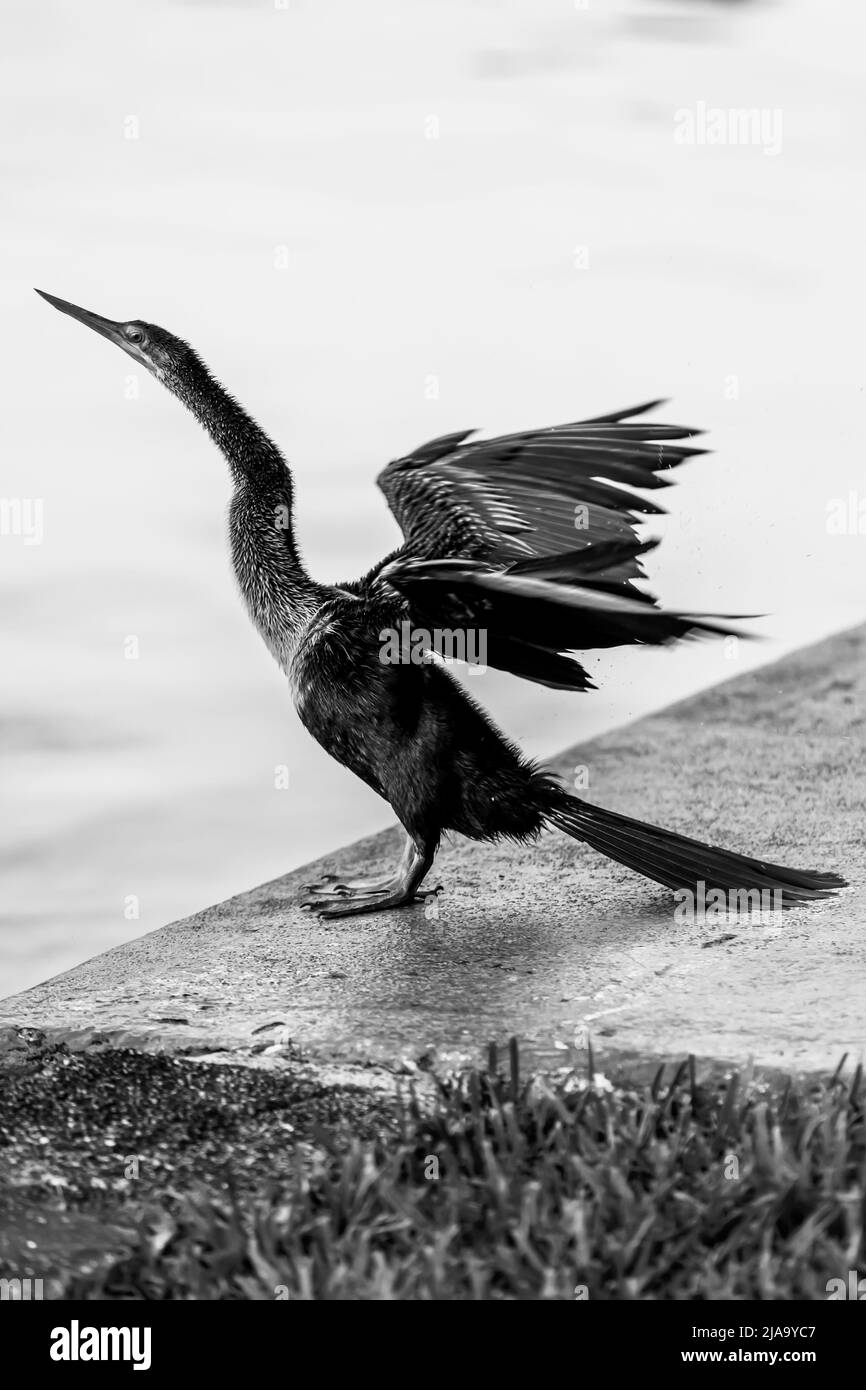 Florida Wildlife Foto Stock