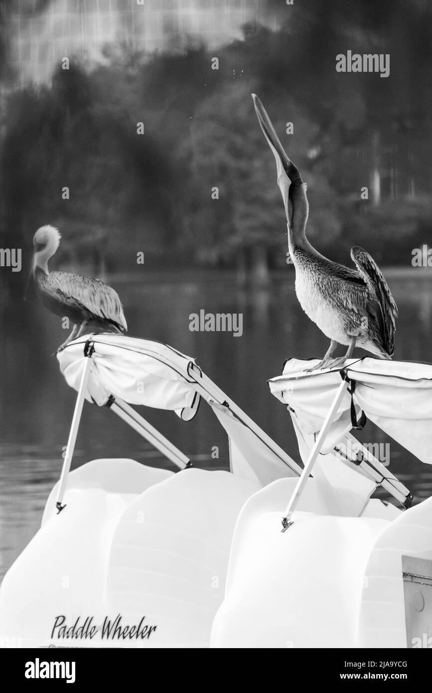 Florida Wildlife Foto Stock