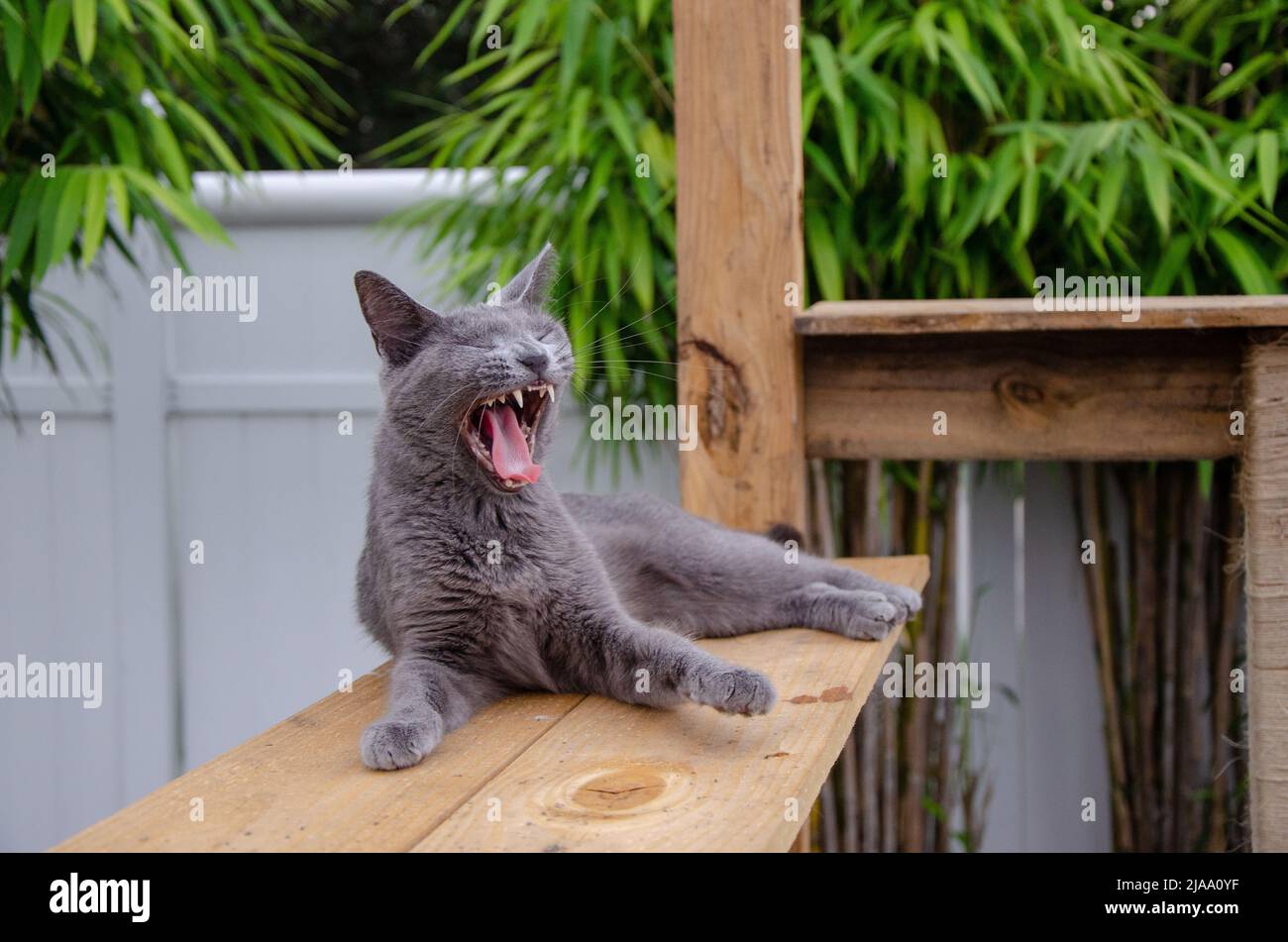 Gray Cat Outside Open Mouth Yawn / Raugh / Smile / Shock. Recinzione e bambù in background. Foto Stock