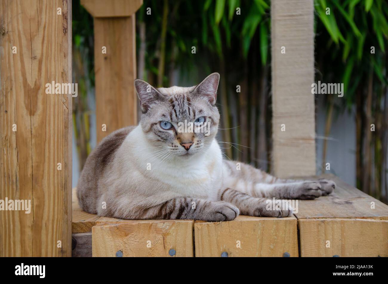 gatto chubby, siamese con occhi blu, esterno, posato su piattaforma di legno, bambù sullo sfondo, giorno, livello degli occhi Foto Stock