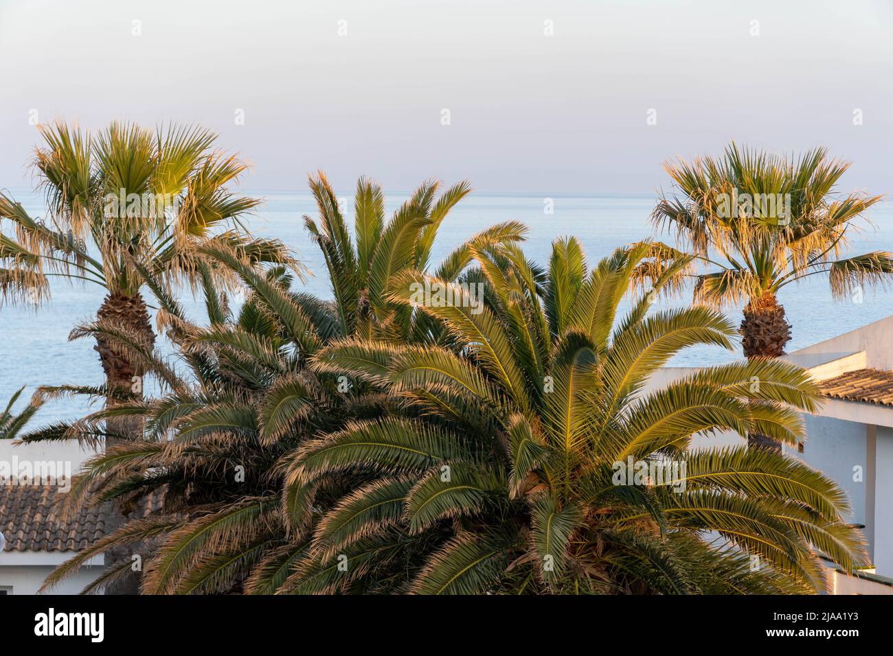 palme sulla spiaggia, mediterraneo sullo sfondo Foto Stock
