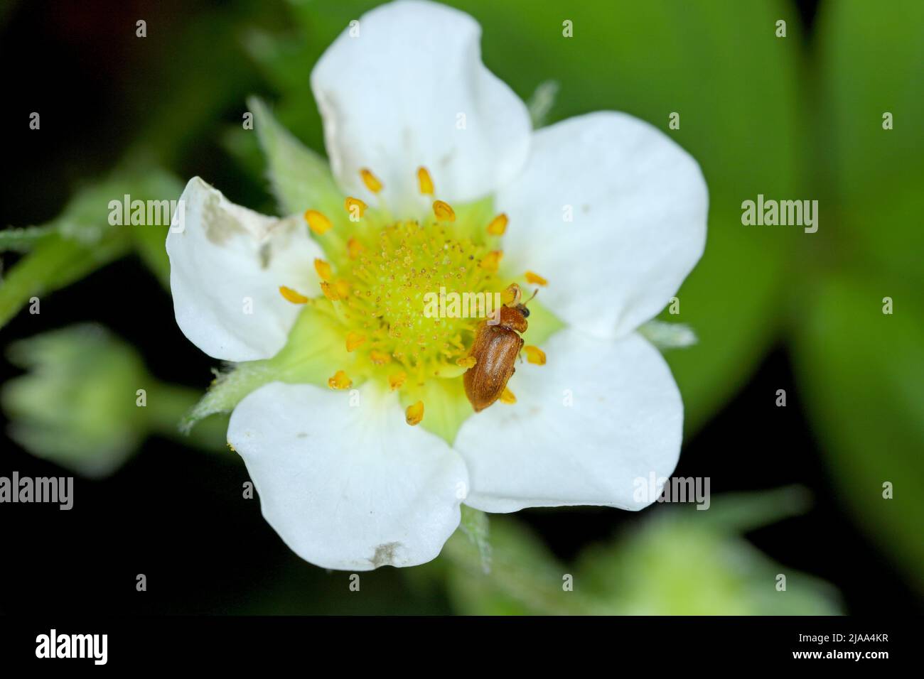 Il coleottero di lampone (Byturus tomentosus) su boccioli di fragole danneggiati. È un coleotteri della famiglia dei vermi da frutto Byturidae. Foto Stock