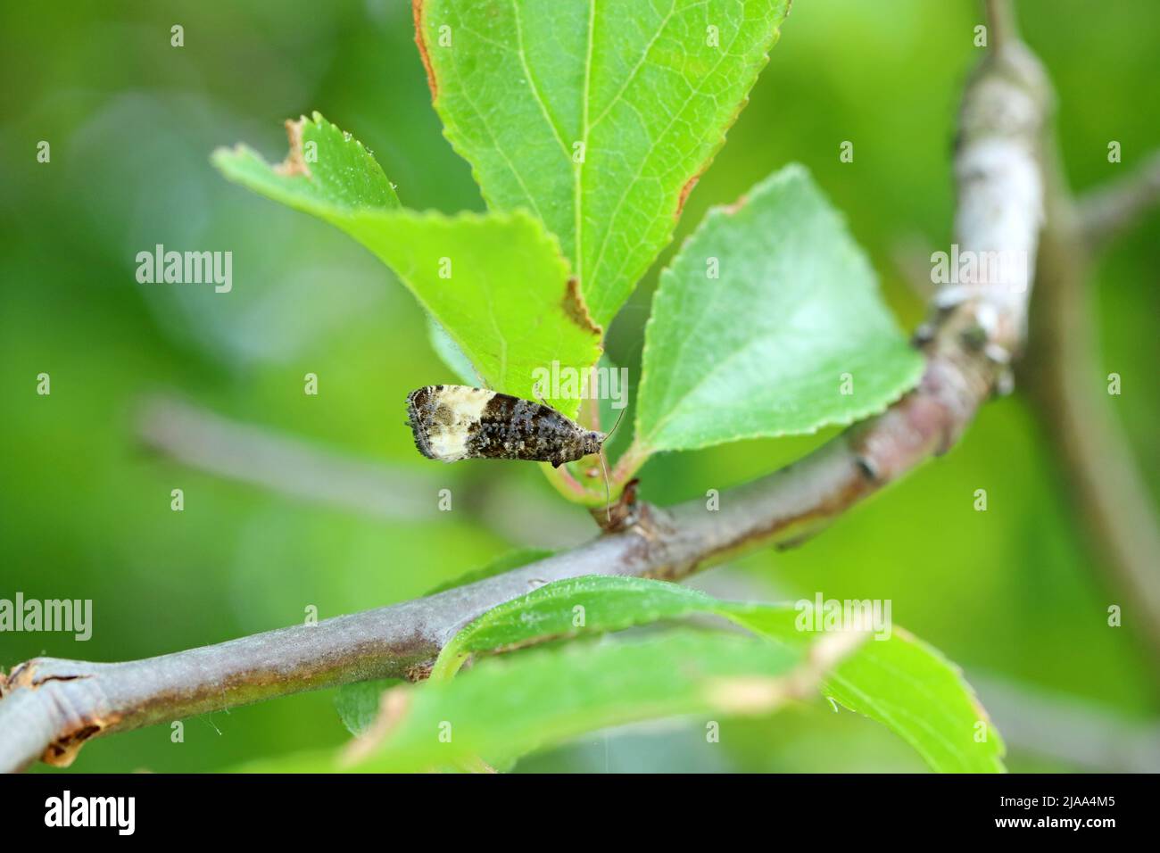 Tortrix di prugne (Hedya pruniana) su un albero di prugne. I pilastri si nutrono di una varietà di alberi da frutto in frutteti e giardini. Foto Stock