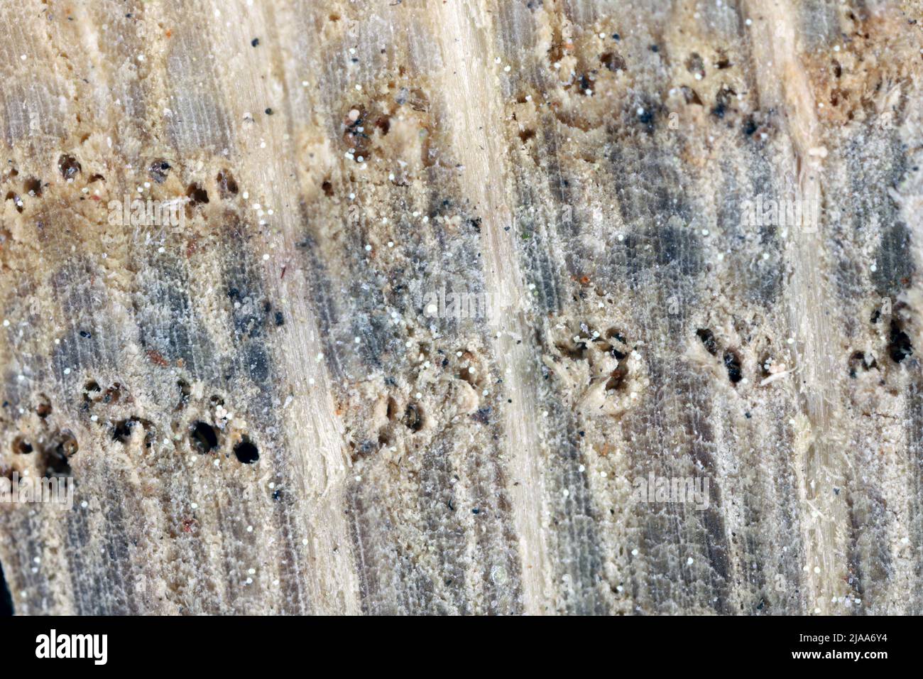 Sezione trasversale di legno di quercia ad alto ingrandimento. Canali visibili in cui scorre acqua. Foto Stock