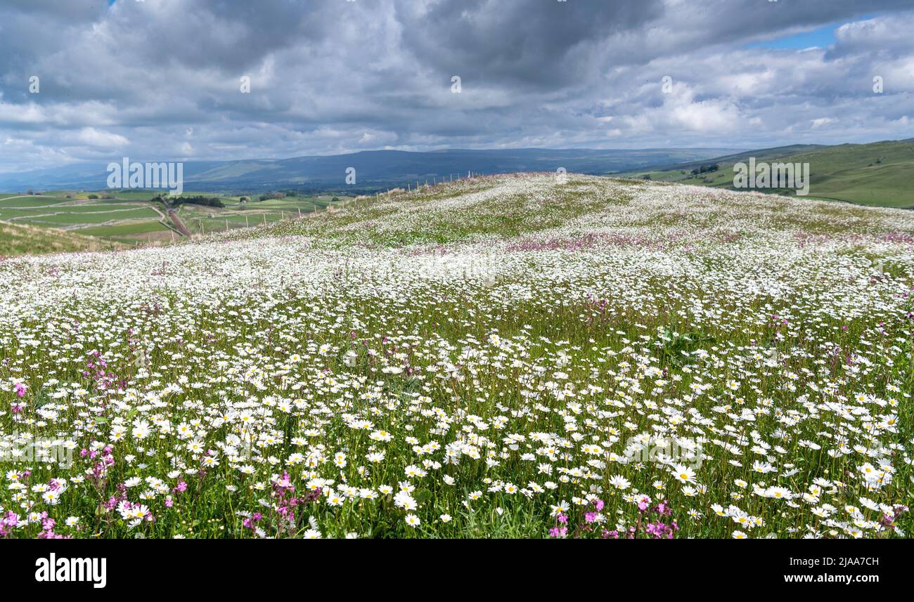 Kirkby Stephen, Cumbria, Regno Unito. 28th maggio 2022. Wildflower prato che si affaccia sulla Valle Eden in Cumbria. L'agricoltore ha riutilizzato un appezzamento di terra con fiori selvatici dopo che Network Rail ha fatto alcune riparazioni per la sistemazione alla ferrovia Carlisle, utilizzando i campi per access.noW fornendo il colore e un habitat vibrante per insetti e fauna selvatica. Credit: Wayne HUTCHINSON/Alamy Live News Foto Stock