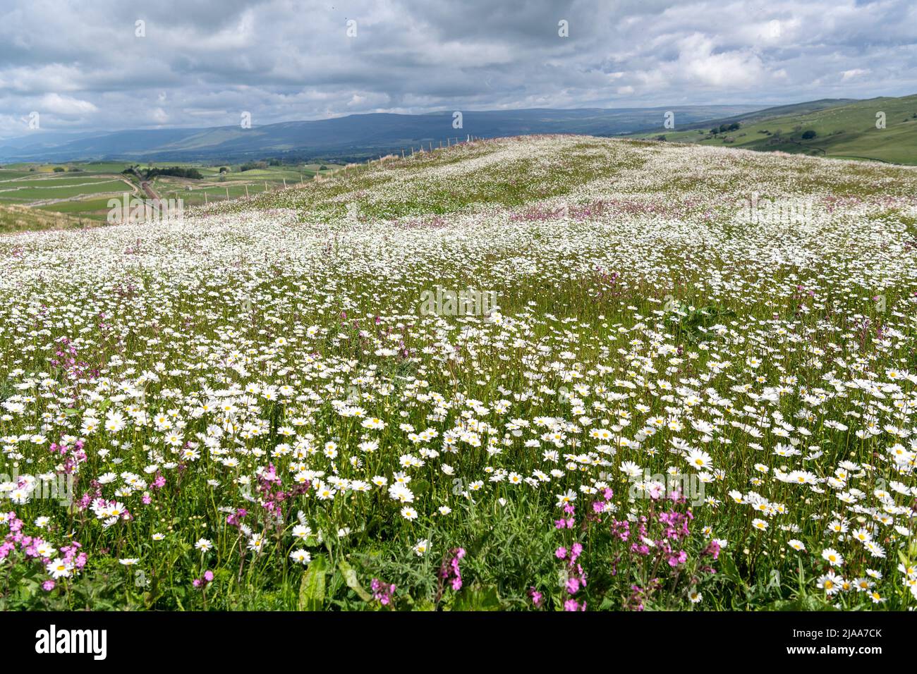Kirkby Stephen, Cumbria, Regno Unito. 28th maggio 2022. Wildflower prato che si affaccia sulla Valle Eden in Cumbria. L'agricoltore ha riutilizzato un appezzamento di terra con fiori selvatici dopo che Network Rail ha fatto alcune riparazioni per la sistemazione alla ferrovia Carlisle, utilizzando i campi per access.noW fornendo il colore e un habitat vibrante per insetti e fauna selvatica. Credit: Wayne HUTCHINSON/Alamy Live News Foto Stock