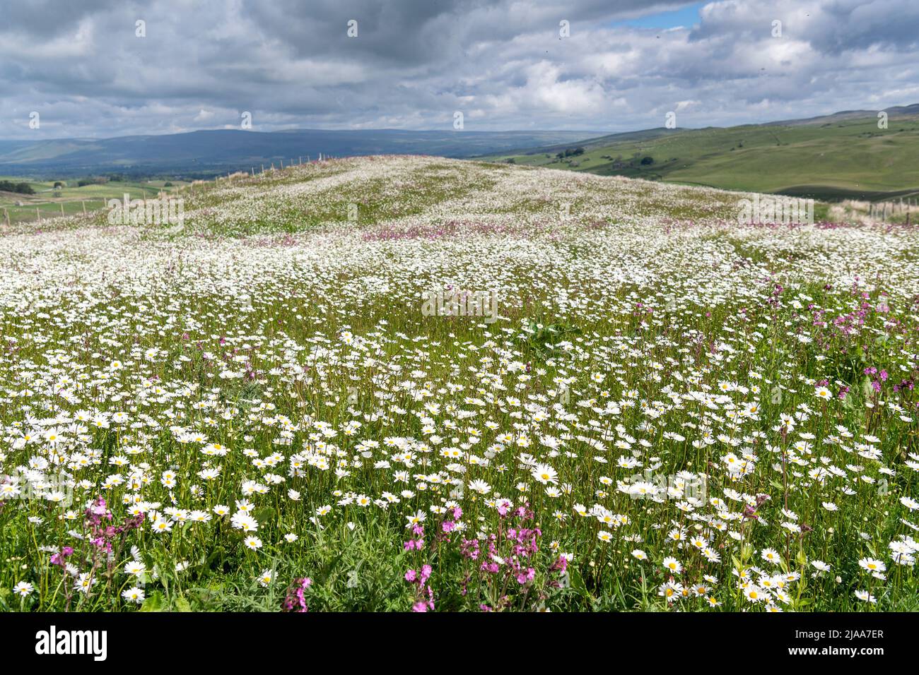 Kirkby Stephen, Cumbria, Regno Unito. 28th maggio 2022. Wildflower prato che si affaccia sulla Valle Eden in Cumbria. L'agricoltore ha riutilizzato un appezzamento di terra con fiori selvatici dopo che Network Rail ha fatto alcune riparazioni per la sistemazione alla ferrovia Carlisle, utilizzando i campi per access.noW fornendo il colore e un habitat vibrante per insetti e fauna selvatica. Credit: Wayne HUTCHINSON/Alamy Live News Foto Stock