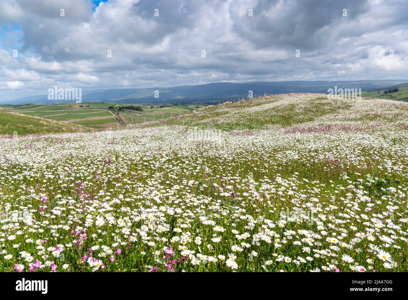 Kirkby Stephen, Cumbria, Regno Unito. 28th maggio 2022. Wildflower prato che si affaccia sulla Valle Eden in Cumbria. L'agricoltore ha riutilizzato un appezzamento di terra con fiori selvatici dopo che Network Rail ha fatto alcune riparazioni per la sistemazione alla ferrovia Carlisle, utilizzando i campi per access.noW fornendo il colore e un habitat vibrante per insetti e fauna selvatica. Credit: Wayne HUTCHINSON/Alamy Live News Foto Stock