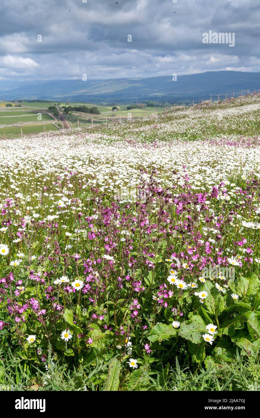 Kirkby Stephen, Cumbria, Regno Unito. 28th maggio 2022. Wildflower prato che si affaccia sulla Valle Eden in Cumbria. L'agricoltore ha riutilizzato un appezzamento di terra con fiori selvatici dopo che Network Rail ha fatto alcune riparazioni per la sistemazione alla ferrovia Carlisle, utilizzando i campi per access.noW fornendo il colore e un habitat vibrante per insetti e fauna selvatica. Credit: Wayne HUTCHINSON/Alamy Live News Foto Stock