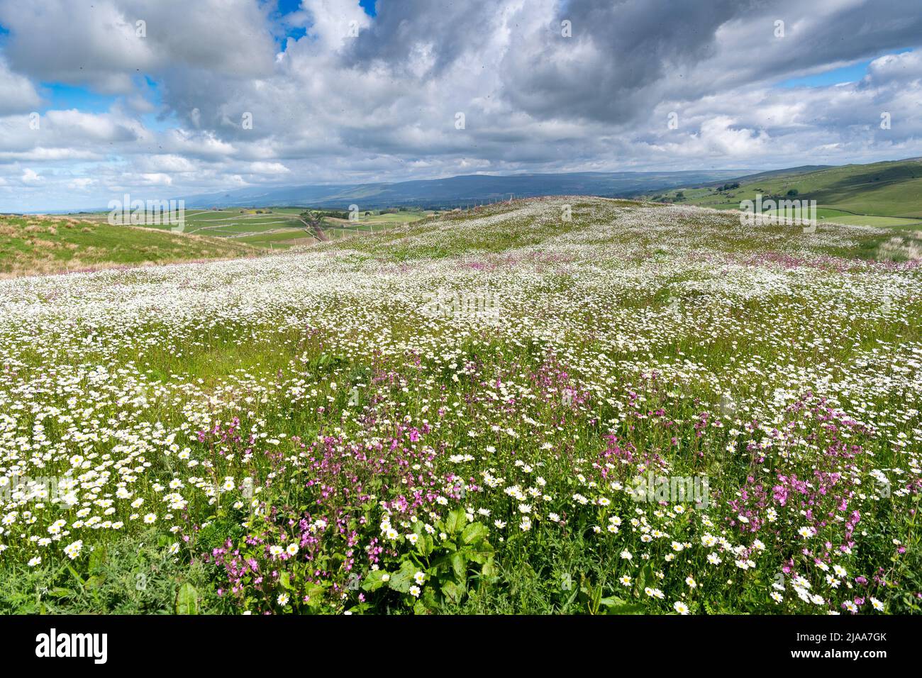 Kirkby Stephen, Cumbria, Regno Unito. 28th maggio 2022. Wildflower prato che si affaccia sulla Valle Eden in Cumbria. L'agricoltore ha riutilizzato un appezzamento di terra con fiori selvatici dopo che Network Rail ha fatto alcune riparazioni per la sistemazione alla ferrovia Carlisle, utilizzando i campi per access.noW fornendo il colore e un habitat vibrante per insetti e fauna selvatica. Credit: Wayne HUTCHINSON/Alamy Live News Foto Stock