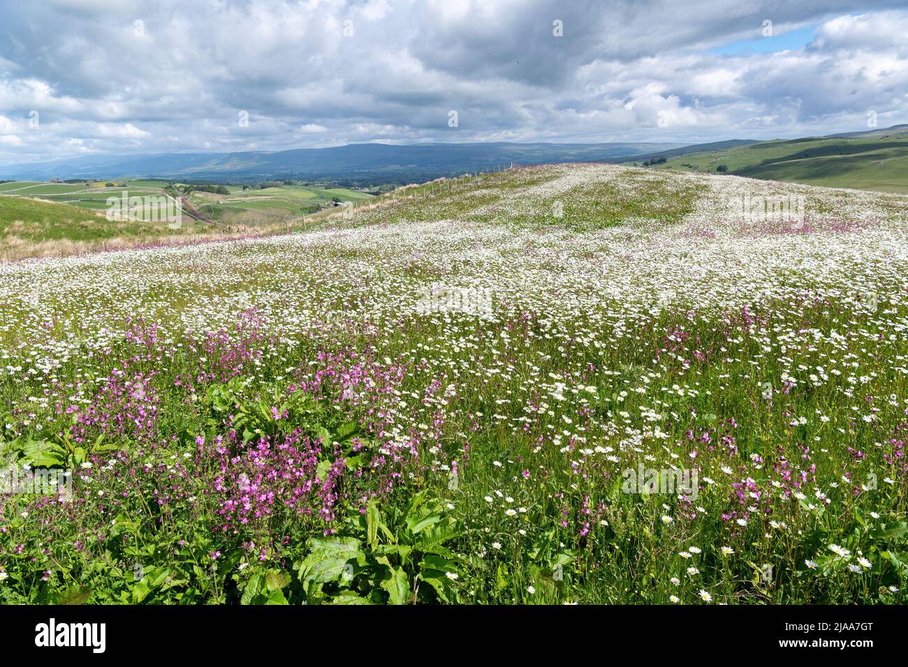 Kirkby Stephen, Cumbria, Regno Unito. 28th maggio 2022. Wildflower prato che si affaccia sulla Valle Eden in Cumbria. L'agricoltore ha riutilizzato un appezzamento di terra con fiori selvatici dopo che Network Rail ha fatto alcune riparazioni per la sistemazione alla ferrovia Carlisle, utilizzando i campi per access.noW fornendo il colore e un habitat vibrante per insetti e fauna selvatica. Credit: Wayne HUTCHINSON/Alamy Live News Foto Stock