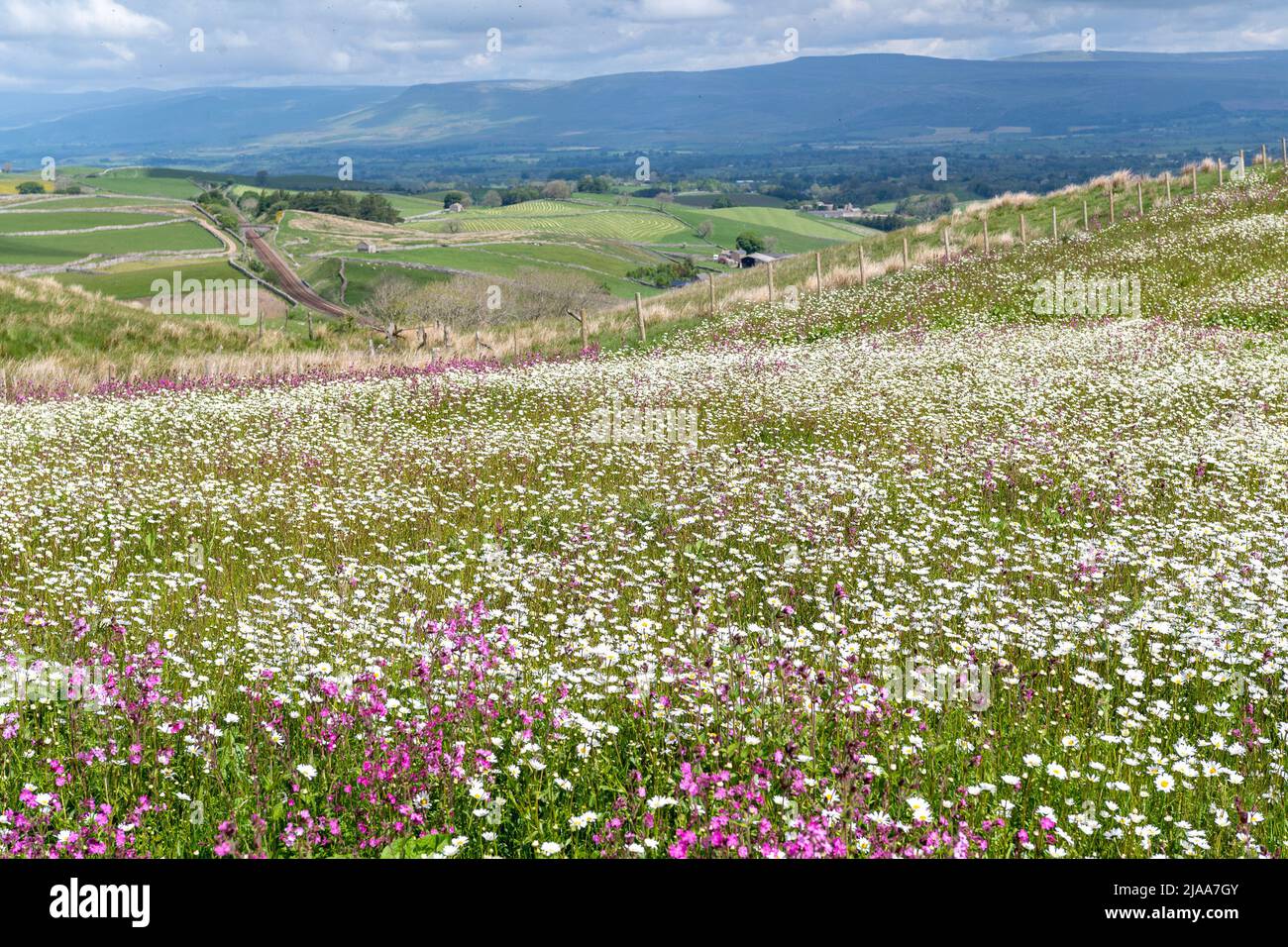 Kirkby Stephen, Cumbria, Regno Unito. 28th maggio 2022. Wildflower prato che si affaccia sulla Valle Eden in Cumbria. L'agricoltore ha riutilizzato un appezzamento di terra con fiori selvatici dopo che Network Rail ha fatto alcune riparazioni per la sistemazione alla ferrovia Carlisle, utilizzando i campi per access.noW fornendo il colore e un habitat vibrante per insetti e fauna selvatica. Credit: Wayne HUTCHINSON/Alamy Live News Foto Stock