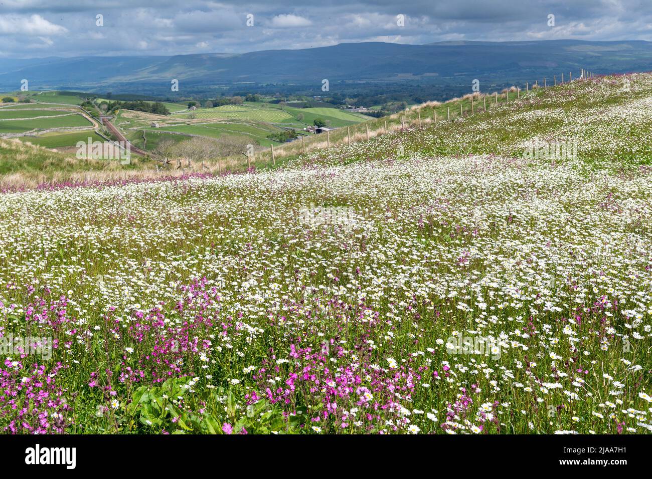 Kirkby Stephen, Cumbria, Regno Unito. 28th maggio 2022. Wildflower prato che si affaccia sulla Valle Eden in Cumbria. L'agricoltore ha riutilizzato un appezzamento di terra con fiori selvatici dopo che Network Rail ha fatto alcune riparazioni per la sistemazione alla ferrovia Carlisle, utilizzando i campi per access.noW fornendo il colore e un habitat vibrante per insetti e fauna selvatica. Credit: Wayne HUTCHINSON/Alamy Live News Foto Stock