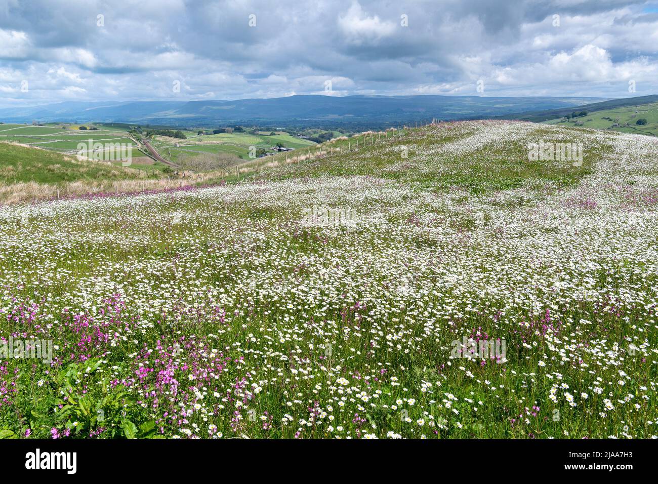 Kirkby Stephen, Cumbria, Regno Unito. 28th maggio 2022. Wildflower prato che si affaccia sulla Valle Eden in Cumbria. L'agricoltore ha riutilizzato un appezzamento di terra con fiori selvatici dopo che Network Rail ha fatto alcune riparazioni per la sistemazione alla ferrovia Carlisle, utilizzando i campi per access.noW fornendo il colore e un habitat vibrante per insetti e fauna selvatica. Credit: Wayne HUTCHINSON/Alamy Live News Foto Stock