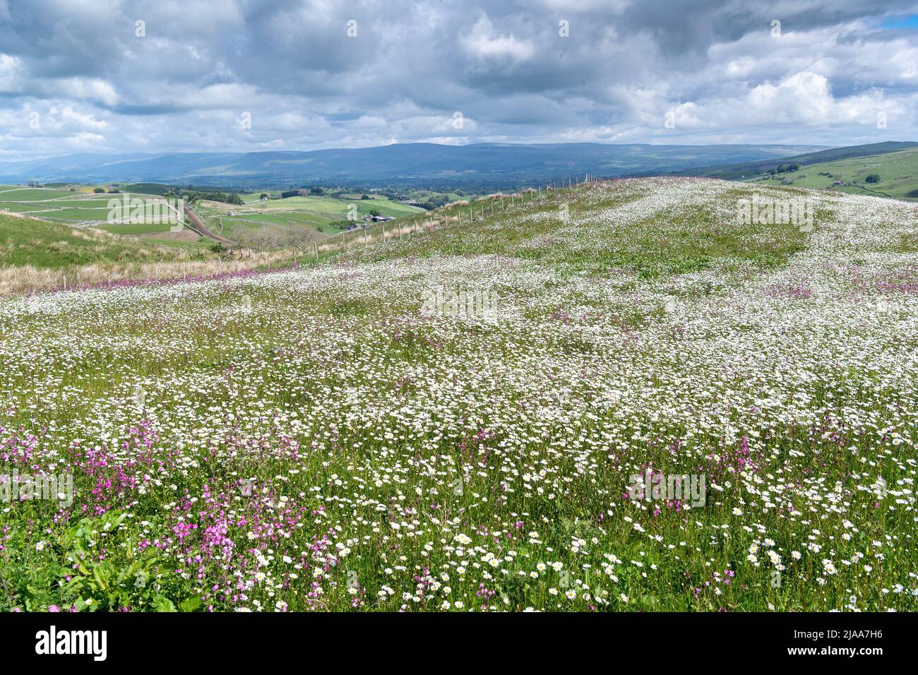 Kirkby Stephen, Cumbria, Regno Unito. 28th maggio 2022. Wildflower prato che si affaccia sulla Valle Eden in Cumbria. L'agricoltore ha riutilizzato un appezzamento di terra con fiori selvatici dopo che Network Rail ha fatto alcune riparazioni per la sistemazione alla ferrovia Carlisle, utilizzando i campi per access.noW fornendo il colore e un habitat vibrante per insetti e fauna selvatica. Credit: Wayne HUTCHINSON/Alamy Live News Foto Stock