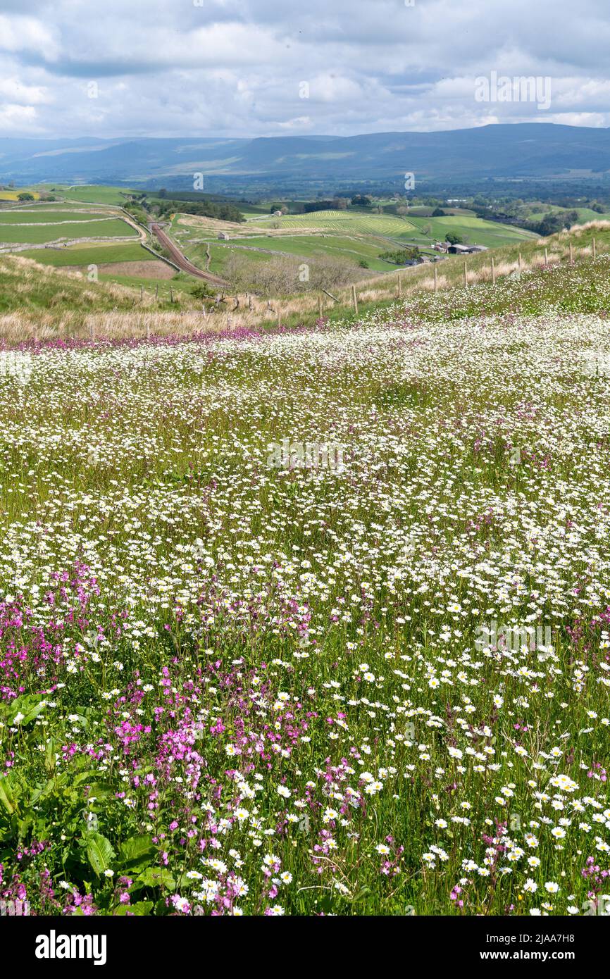 Kirkby Stephen, Cumbria, Regno Unito. 28th maggio 2022. Wildflower prato che si affaccia sulla Valle Eden in Cumbria. L'agricoltore ha riutilizzato un appezzamento di terra con fiori selvatici dopo che Network Rail ha fatto alcune riparazioni per la sistemazione alla ferrovia Carlisle, utilizzando i campi per access.noW fornendo il colore e un habitat vibrante per insetti e fauna selvatica. Credit: Wayne HUTCHINSON/Alamy Live News Foto Stock