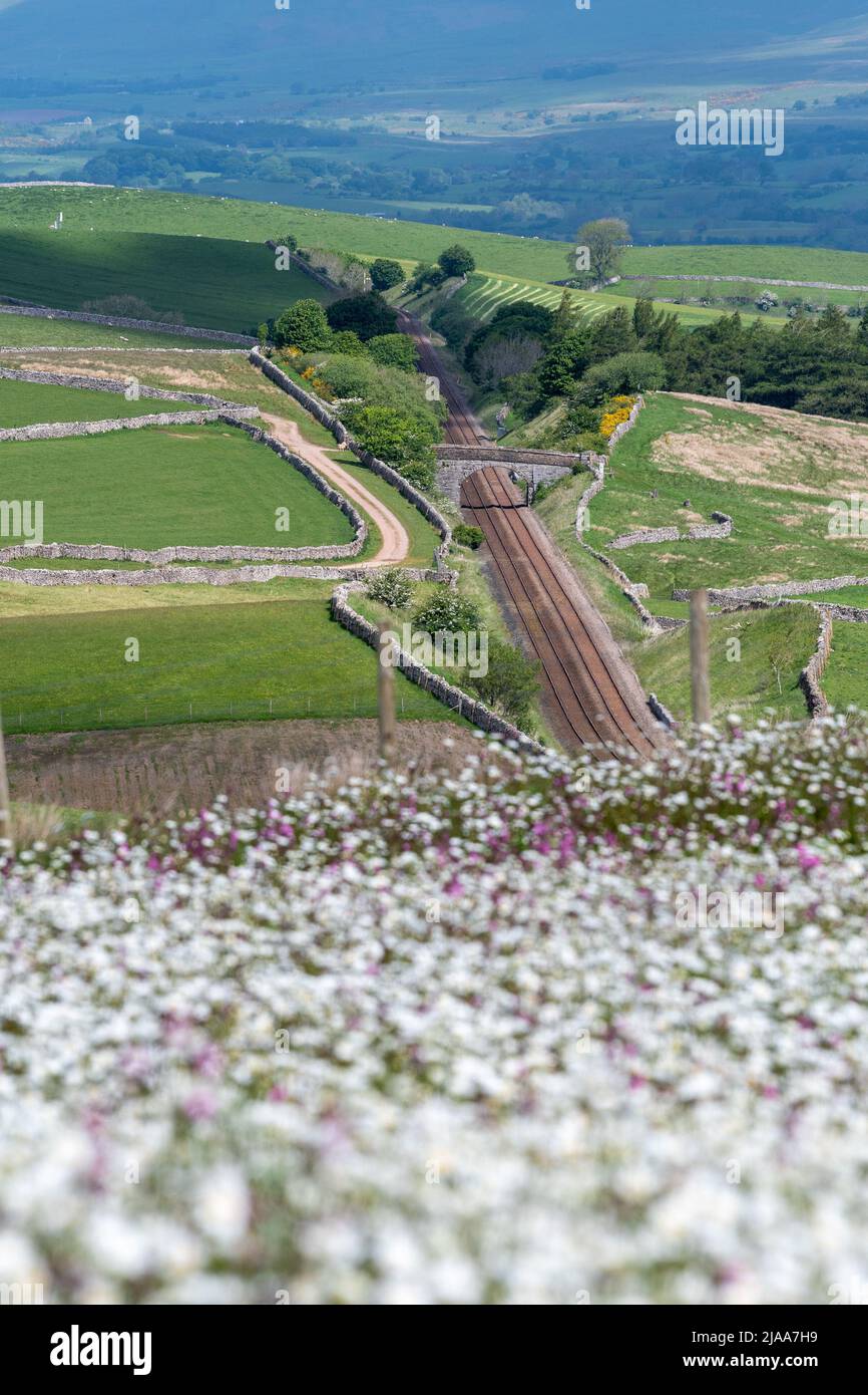 Kirkby Stephen, Cumbria, Regno Unito. 28th maggio 2022. Wildflower prato che si affaccia sulla Valle Eden in Cumbria. L'agricoltore ha riutilizzato un appezzamento di terra con fiori selvatici dopo che Network Rail ha fatto alcune riparazioni per la sistemazione alla ferrovia Carlisle, utilizzando i campi per access.noW fornendo il colore e un habitat vibrante per insetti e fauna selvatica. Credit: Wayne HUTCHINSON/Alamy Live News Foto Stock