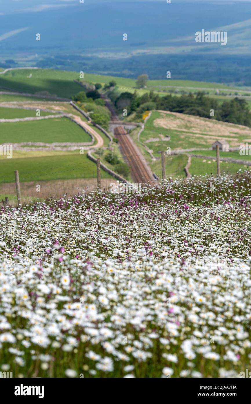 Kirkby Stephen, Cumbria, Regno Unito. 28th maggio 2022. Wildflower prato che si affaccia sulla Valle Eden in Cumbria. L'agricoltore ha riutilizzato un appezzamento di terra con fiori selvatici dopo che Network Rail ha fatto alcune riparazioni per la sistemazione alla ferrovia Carlisle, utilizzando i campi per access.noW fornendo il colore e un habitat vibrante per insetti e fauna selvatica. Credit: Wayne HUTCHINSON/Alamy Live News Foto Stock