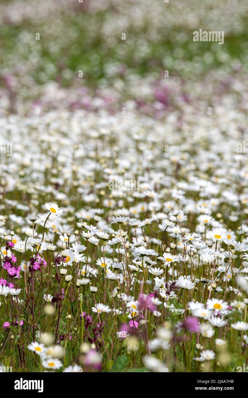 Kirkby Stephen, Cumbria, Regno Unito. 28th maggio 2022. Wildflower prato che si affaccia sulla Valle Eden in Cumbria. L'agricoltore ha riutilizzato un appezzamento di terra con fiori selvatici dopo che Network Rail ha fatto alcune riparazioni per la sistemazione alla ferrovia Carlisle, utilizzando i campi per access.noW fornendo il colore e un habitat vibrante per insetti e fauna selvatica. Credit: Wayne HUTCHINSON/Alamy Live News Foto Stock