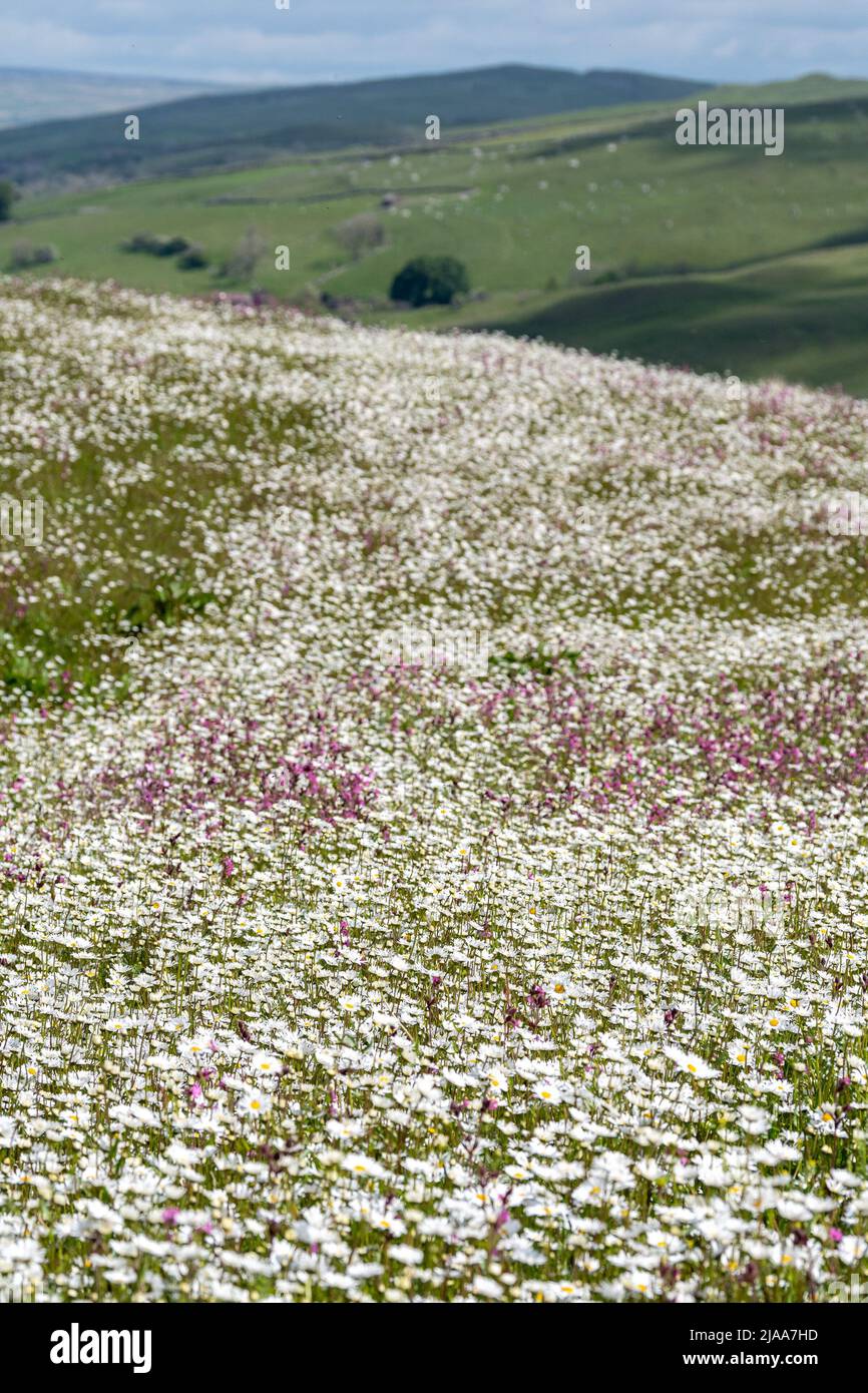 Kirkby Stephen, Cumbria, Regno Unito. 28th maggio 2022. Wildflower prato che si affaccia sulla Valle Eden in Cumbria. L'agricoltore ha riutilizzato un appezzamento di terra con fiori selvatici dopo che Network Rail ha fatto alcune riparazioni per la sistemazione alla ferrovia Carlisle, utilizzando i campi per access.noW fornendo il colore e un habitat vibrante per insetti e fauna selvatica. Credit: Wayne HUTCHINSON/Alamy Live News Foto Stock