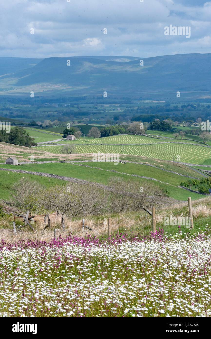 Kirkby Stephen, Cumbria, Regno Unito. 28th maggio 2022. Wildflower prato che si affaccia sulla Valle Eden in Cumbria. L'agricoltore ha riutilizzato un appezzamento di terra con fiori selvatici dopo che Network Rail ha fatto alcune riparazioni per la sistemazione alla ferrovia Carlisle, utilizzando i campi per access.noW fornendo il colore e un habitat vibrante per insetti e fauna selvatica. Credit: Wayne HUTCHINSON/Alamy Live News Foto Stock