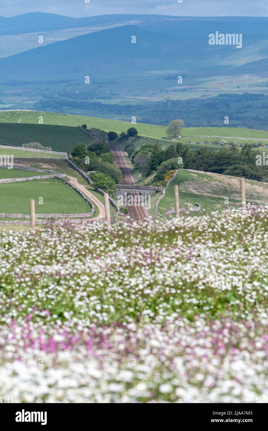 Kirkby Stephen, Cumbria, Regno Unito. 28th maggio 2022. Wildflower prato che si affaccia sulla Valle Eden in Cumbria. L'agricoltore ha riutilizzato un appezzamento di terra con fiori selvatici dopo che Network Rail ha fatto alcune riparazioni per la sistemazione alla ferrovia Carlisle, utilizzando i campi per access.noW fornendo il colore e un habitat vibrante per insetti e fauna selvatica. Credit: Wayne HUTCHINSON/Alamy Live News Foto Stock