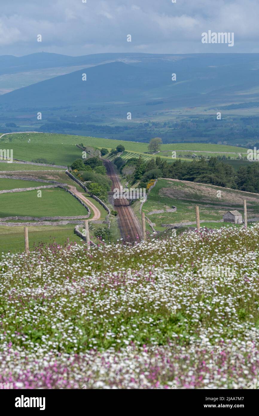 Kirkby Stephen, Cumbria, Regno Unito. 28th maggio 2022. Wildflower prato che si affaccia sulla Valle Eden in Cumbria. L'agricoltore ha riutilizzato un appezzamento di terra con fiori selvatici dopo che Network Rail ha fatto alcune riparazioni per la sistemazione alla ferrovia Carlisle, utilizzando i campi per access.noW fornendo il colore e un habitat vibrante per insetti e fauna selvatica. Credit: Wayne HUTCHINSON/Alamy Live News Foto Stock