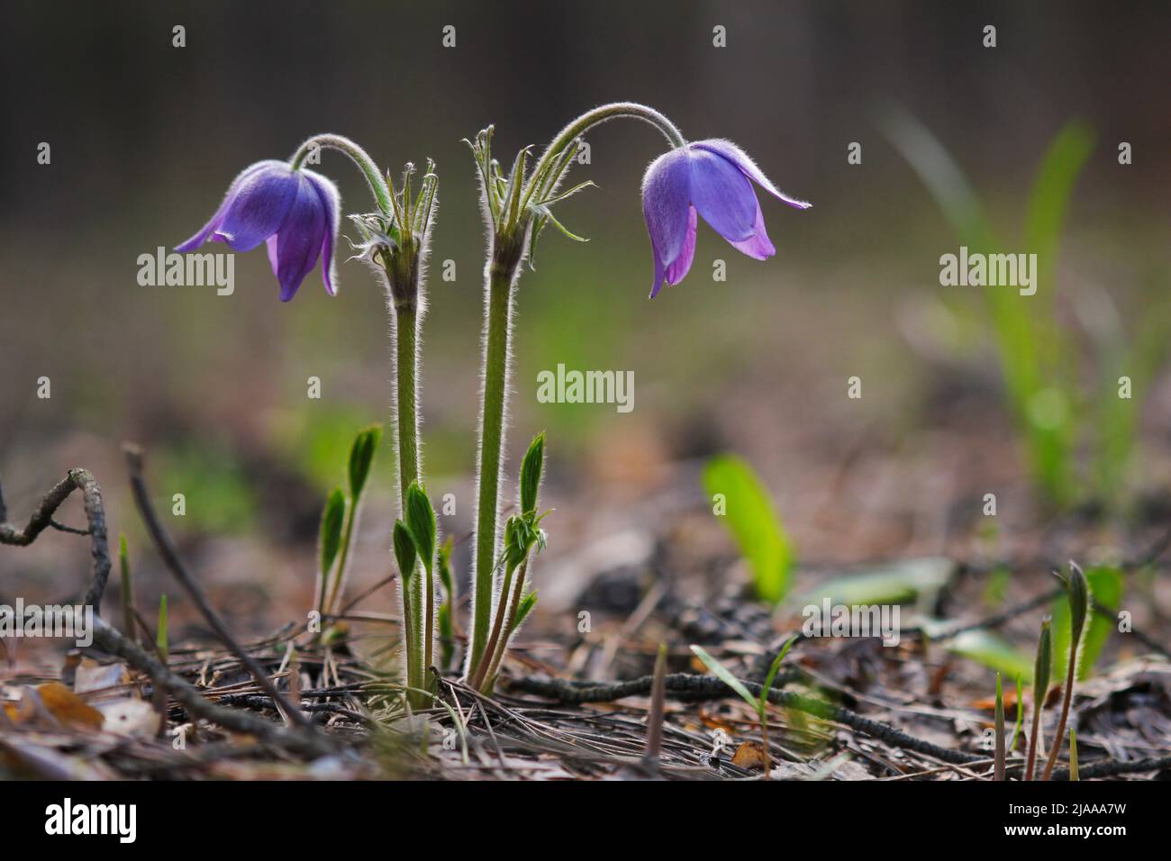 Gocce di neve nella foresta in primo piano primavera. Sognare l'erba. Fiori delle patens di Pulsatilla. Prima primavera aprile blu dormire erba fiori. Foto Stock