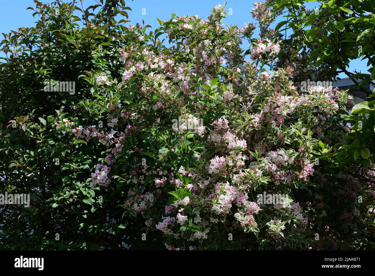 Weigela Florida arbusto deciduo variegato compatto di medie dimensioni in piena fioritura estiva Foto Stock