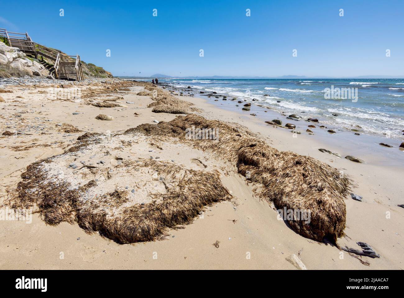 L'invasivo macrocalga Rugulopteryx okamurae si accatastò sulla riva di una spiaggia a Tarifa, provincia di Cadiz, Andalusia, Spagna meridionale. Questa specie invasiva Foto Stock