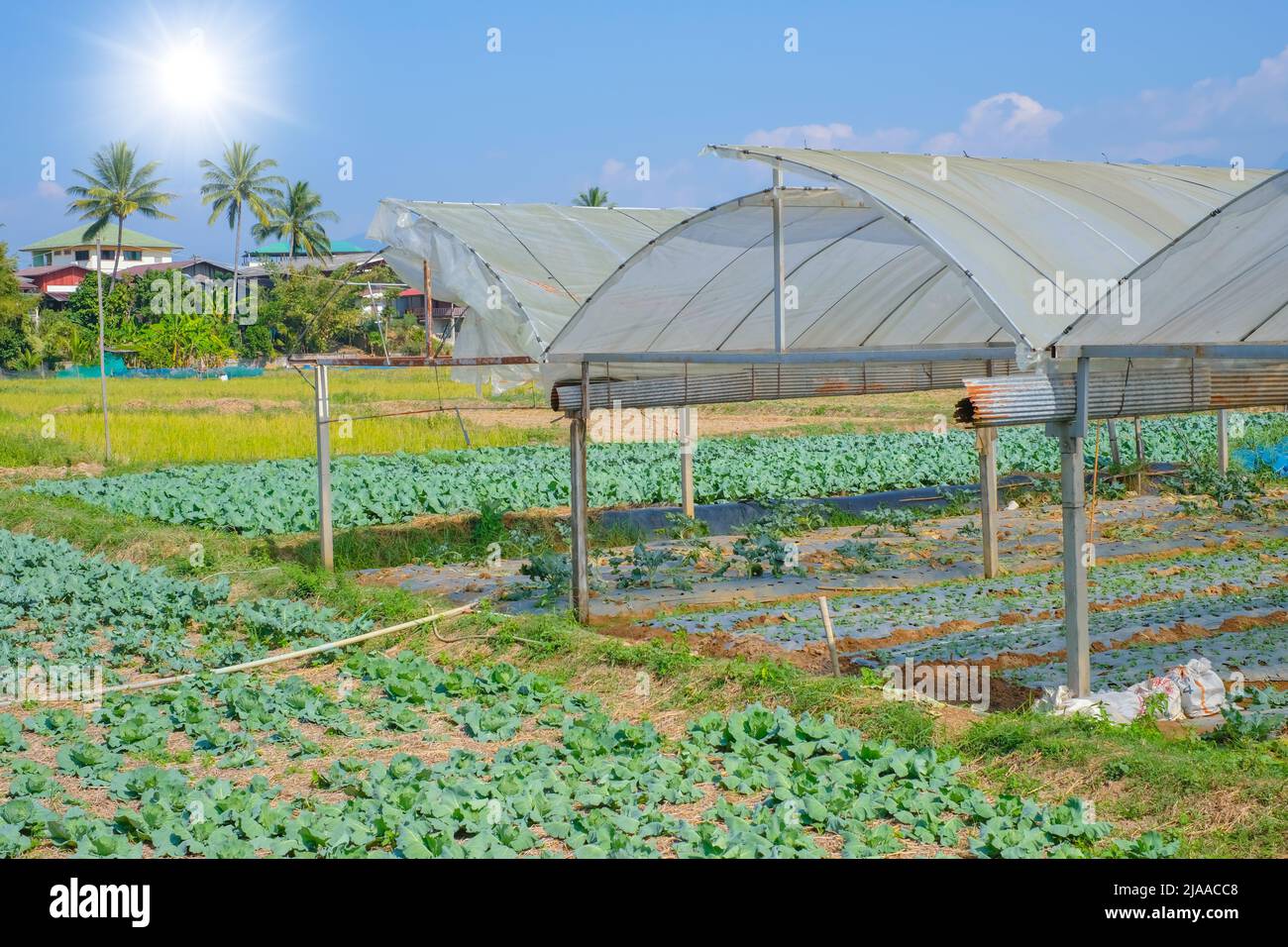 Agricoltura vegetale verde allevamento biologico di cavoli nella campagna rurale della Thailandia Foto Stock