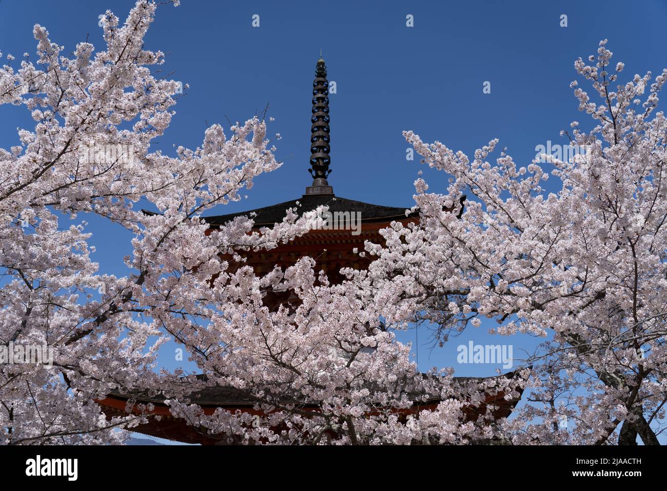 Tahoto Pagoda 多宝塔 e fiore di ciliegi, Miyajima Island aka Itsukushima, Hiroshima Bay, Honshu occidentale, Giappone Foto Stock