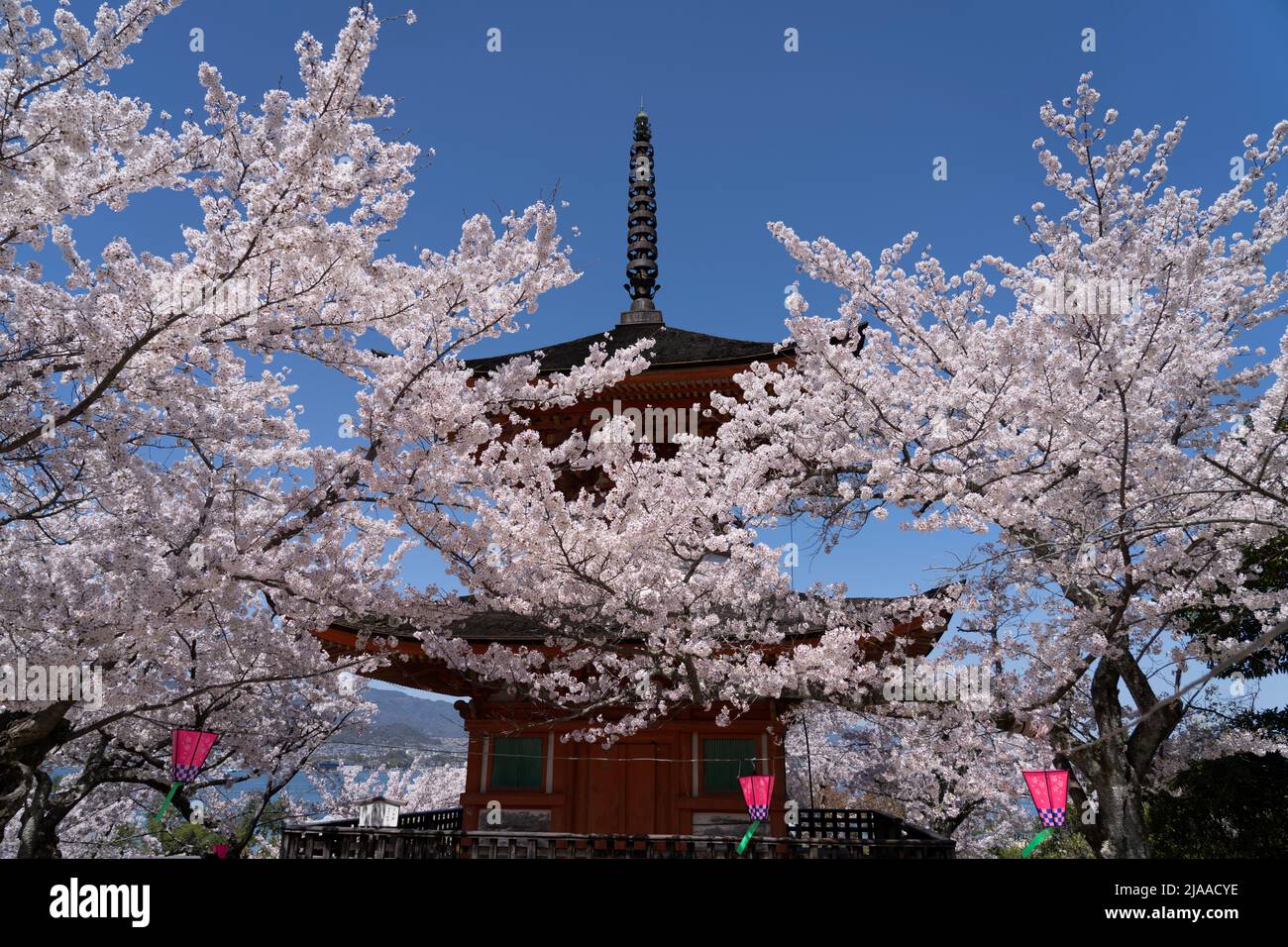 Tahoto Pagoda 多宝塔 e fiore di ciliegi, Miyajima Island aka Itsukushima, Hiroshima Bay, Honshu occidentale, Giappone Foto Stock