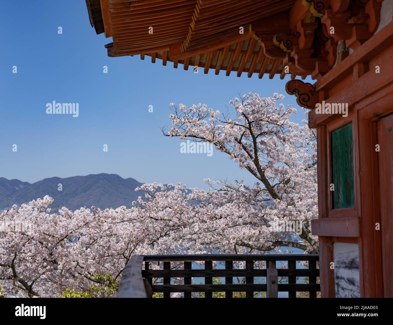 Tahoto Pagoda 多宝塔 e fiore di ciliegi, Miyajima Island aka Itsukushima, Hiroshima Bay, Honshu occidentale, Giappone Foto Stock