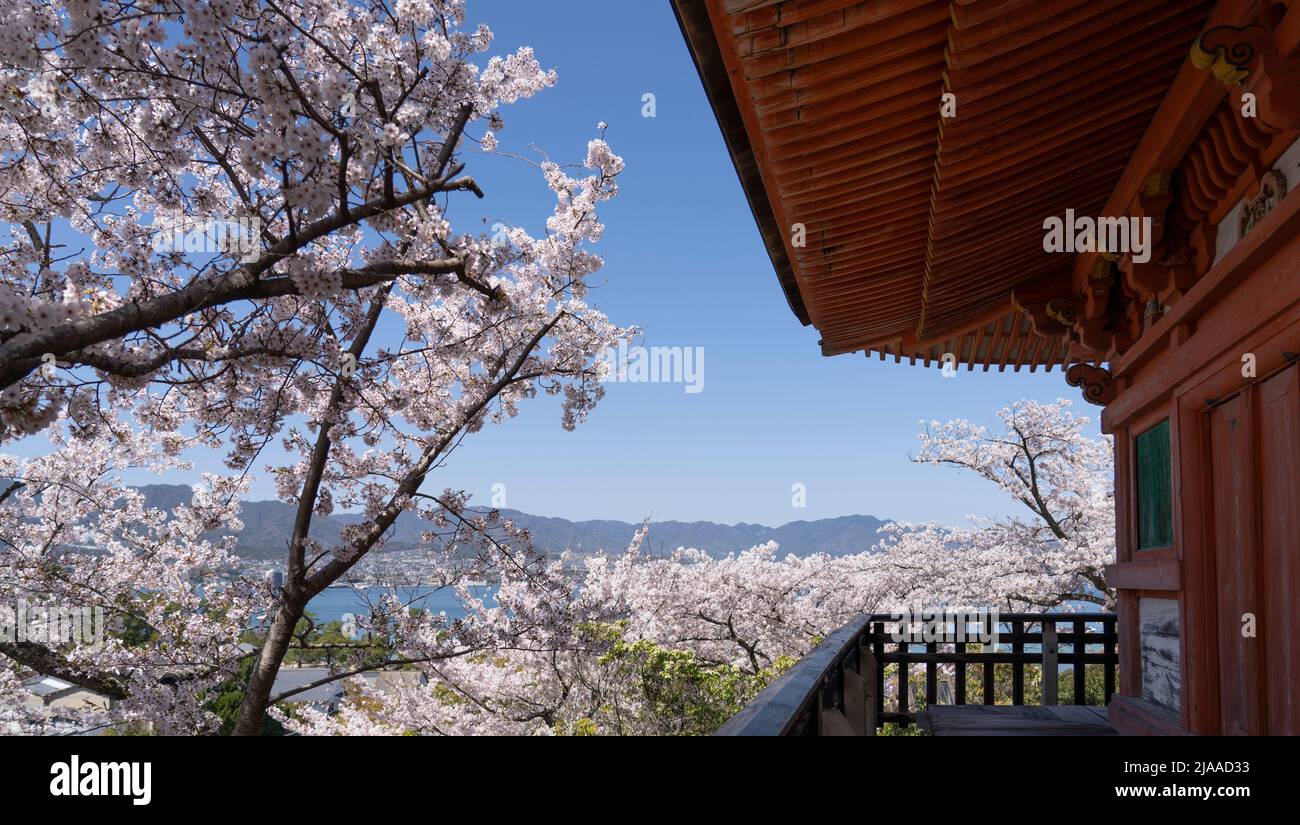 Tahoto Pagoda 多宝塔 e fiore di ciliegi, Miyajima Island aka Itsukushima, Hiroshima Bay, Honshu occidentale, Giappone Foto Stock