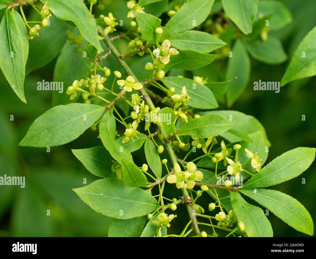 Un primo piano dei quattro delicati fiori verdi di Euonymus alatus 'Compactus' Foto Stock