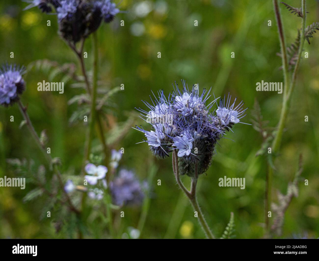 Un primo piano di un singolo fiore blu di Phacelia tanacetifolia o fiddleneck Foto Stock