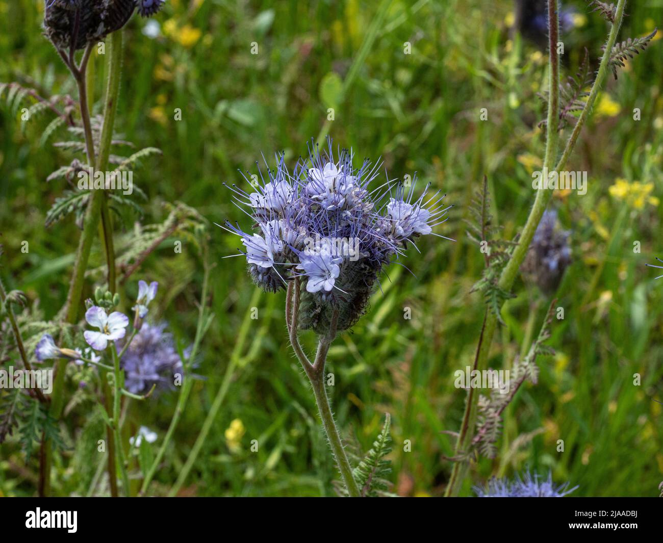Un primo piano di un singolo fiore blu di Phacelia tanacetifolia o fiddleneck Foto Stock