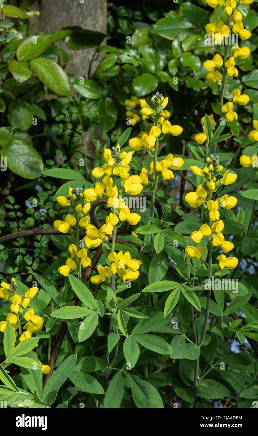 Il pisello giallo brillante come fiori della perenne Thermopsis rhombifolia Foto Stock