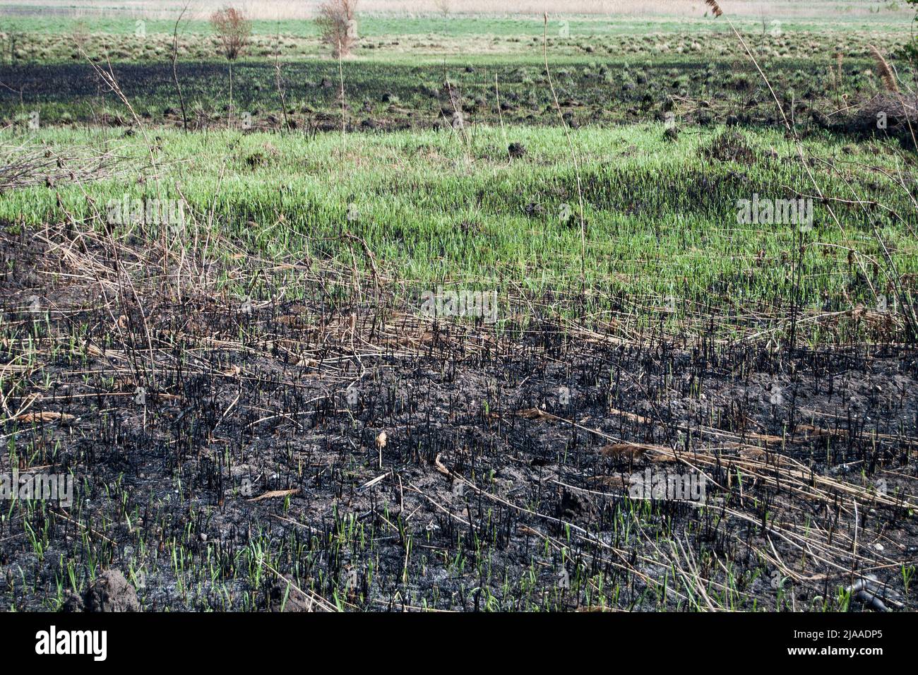 In un prato bruciato in campagna, il fuoco distrusse l'erba secca in primavera. Desolazione dopo le conseguenze del fuoco. Foto Stock