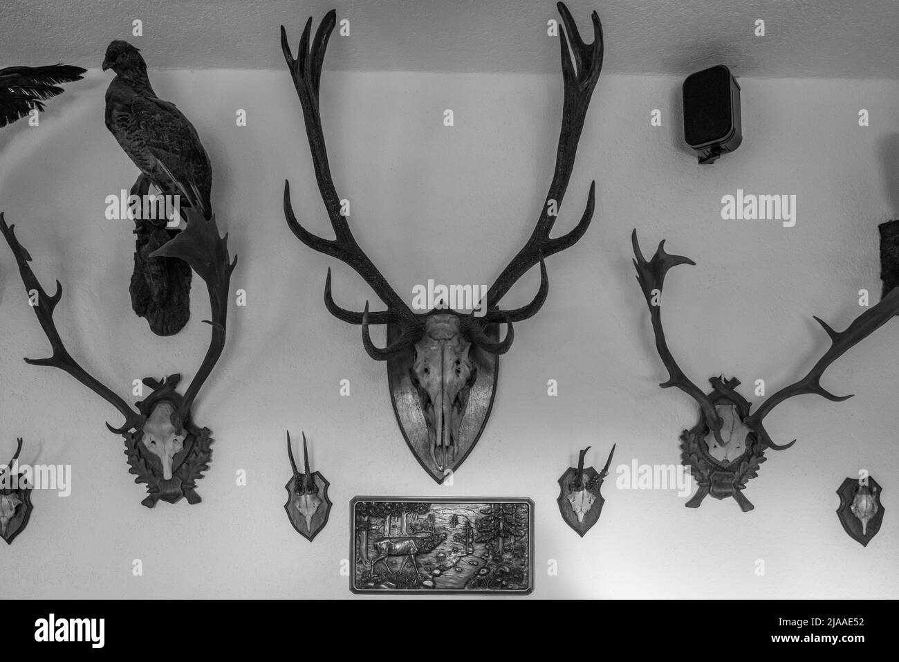 sulle pareti appendono vari trofei di caccia imbottiti Foto Stock