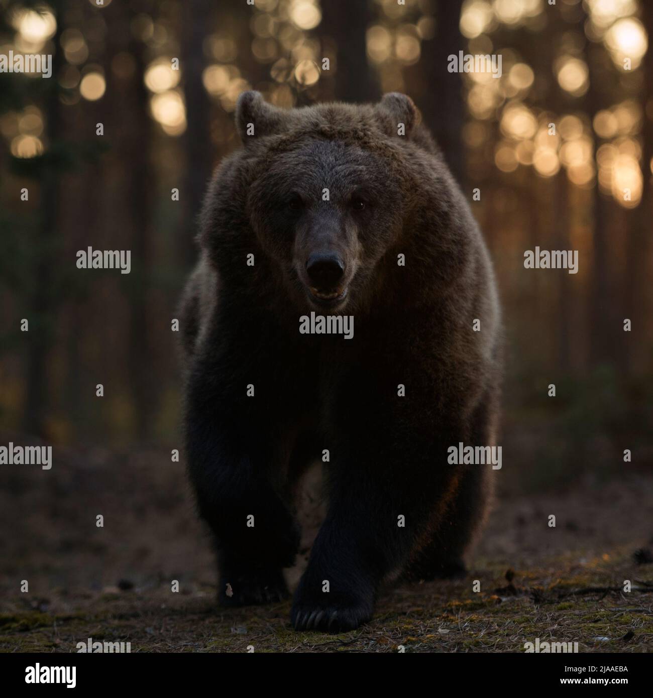 European Brown Bear / Braunbaer ( Ursus arctos ), forte e potente adulto all'alba, camminando attraverso boschi borei, avvicinando, colpo frontale, Europa Foto Stock