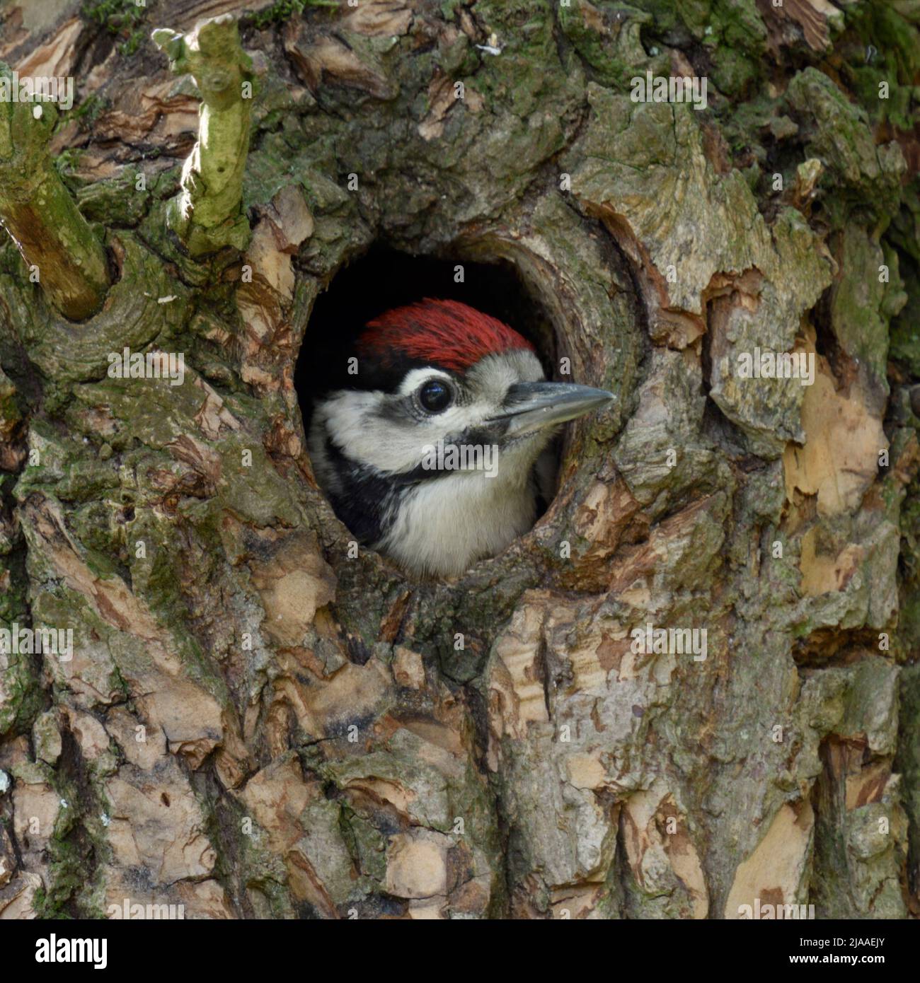 Maggiore / Picchio rosso maggiore / Buntspecht ( Dendrocopos major ), i capretti pulcino, guardando fuori del nido foro, l'Europa. Foto Stock