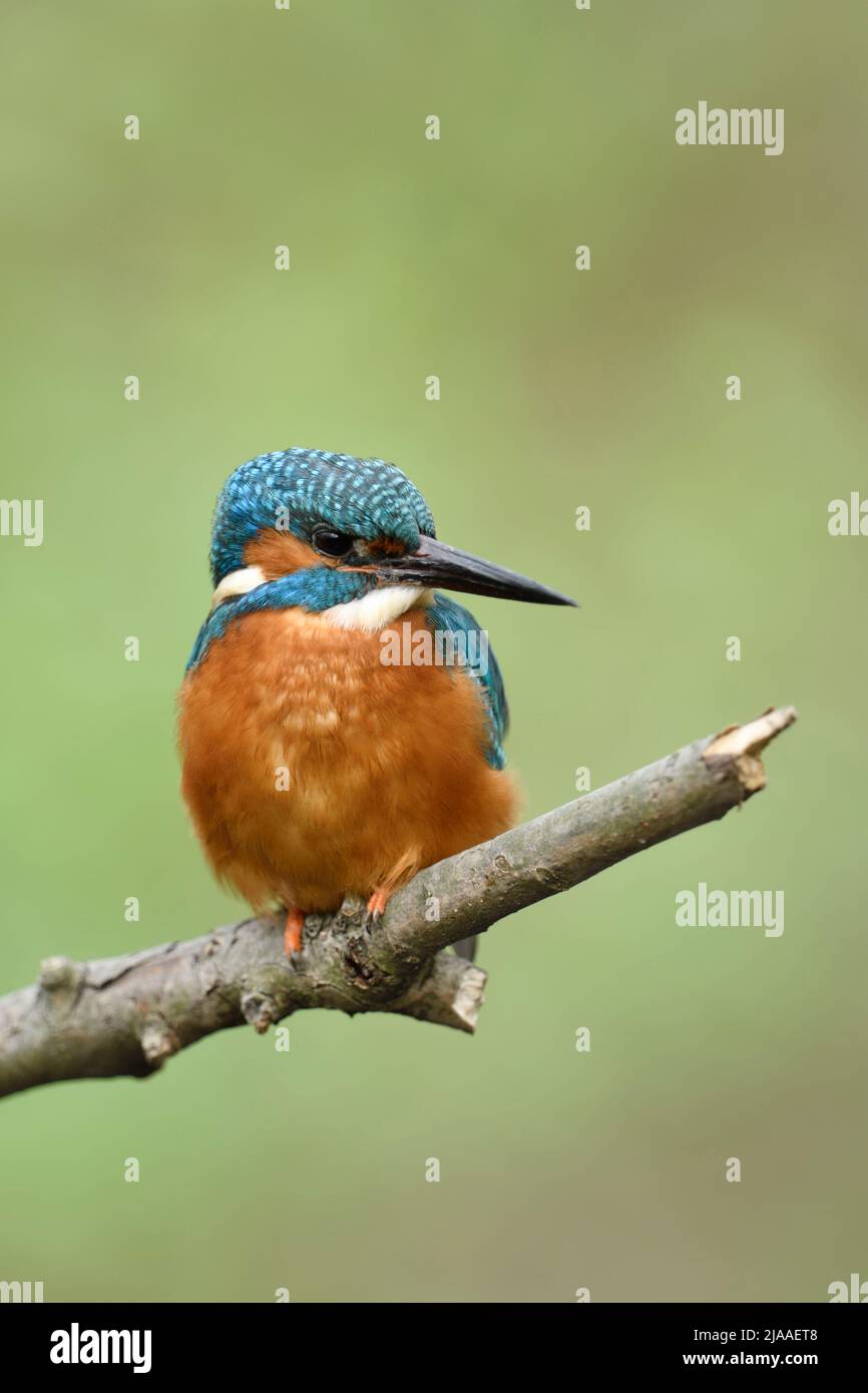 Kingfisher Eurasian / Eissogel ( Alcedo atthis ), uccello maschile in primavera, arroccato su un ramo, vista frontale, orologi da parte, fauna selvatica, Europa. Foto Stock