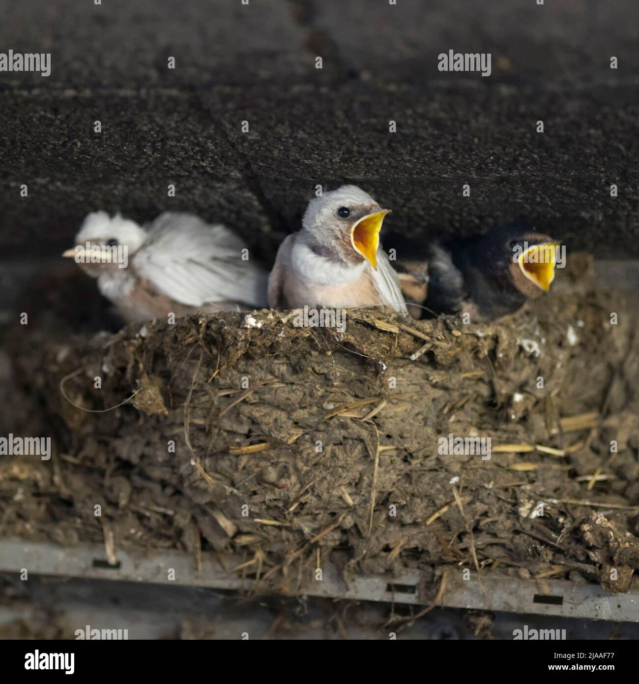 Fienile Swallows / Rauchschwalben ( Hirundo rustica ), pulcini leucistici nel nido, piumaggio bianco, raro difetto di pigmento, leuismo, elemosina per cibo, wildilfe, Foto Stock