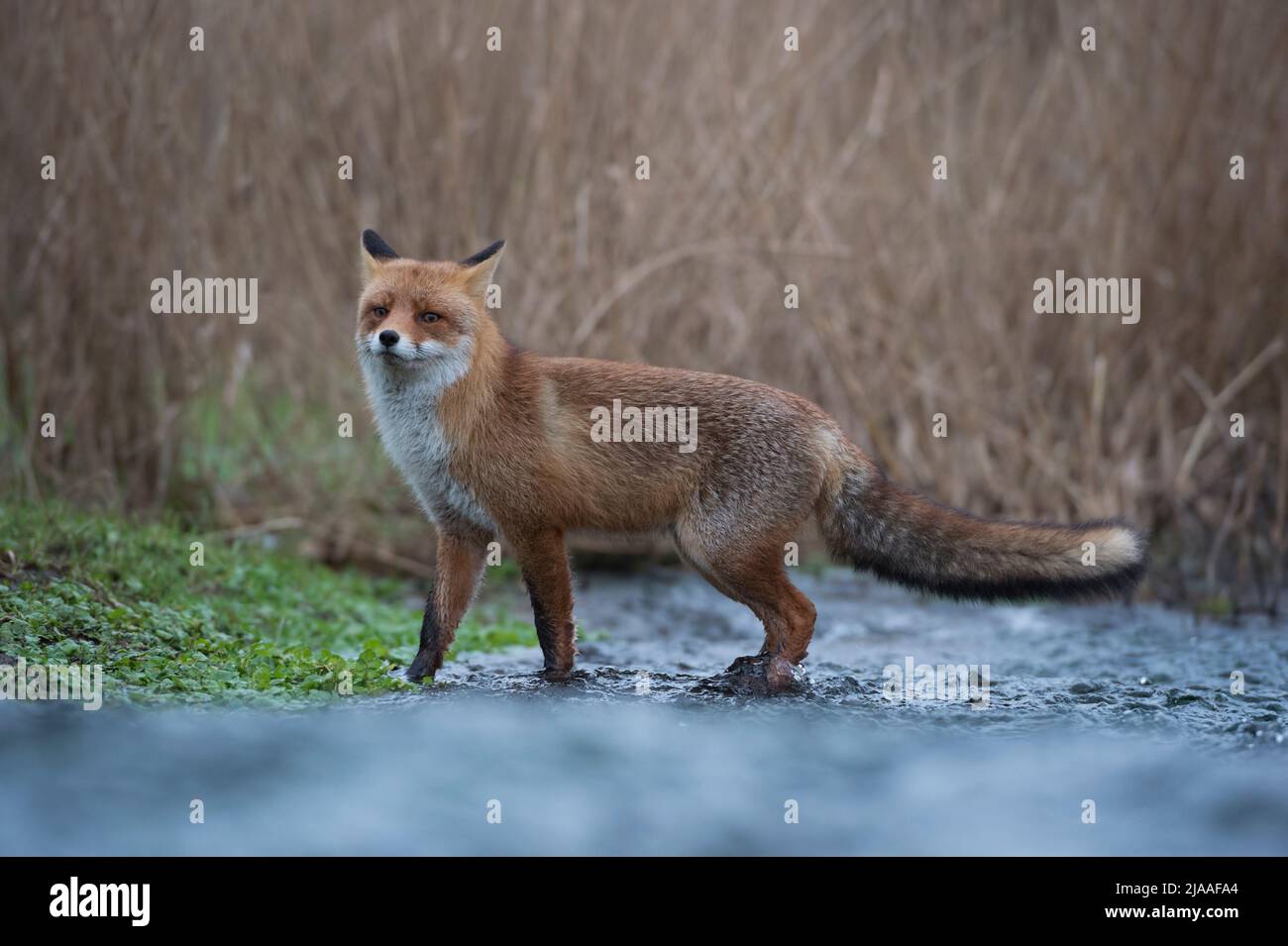 Red Fox / Rotfuchs ( Vulpes vulpes ) animale adulto, attraversando un piccolo ruscello, si erge per un momento, guardando attentamente, fauna selvatica, Europa. Foto Stock