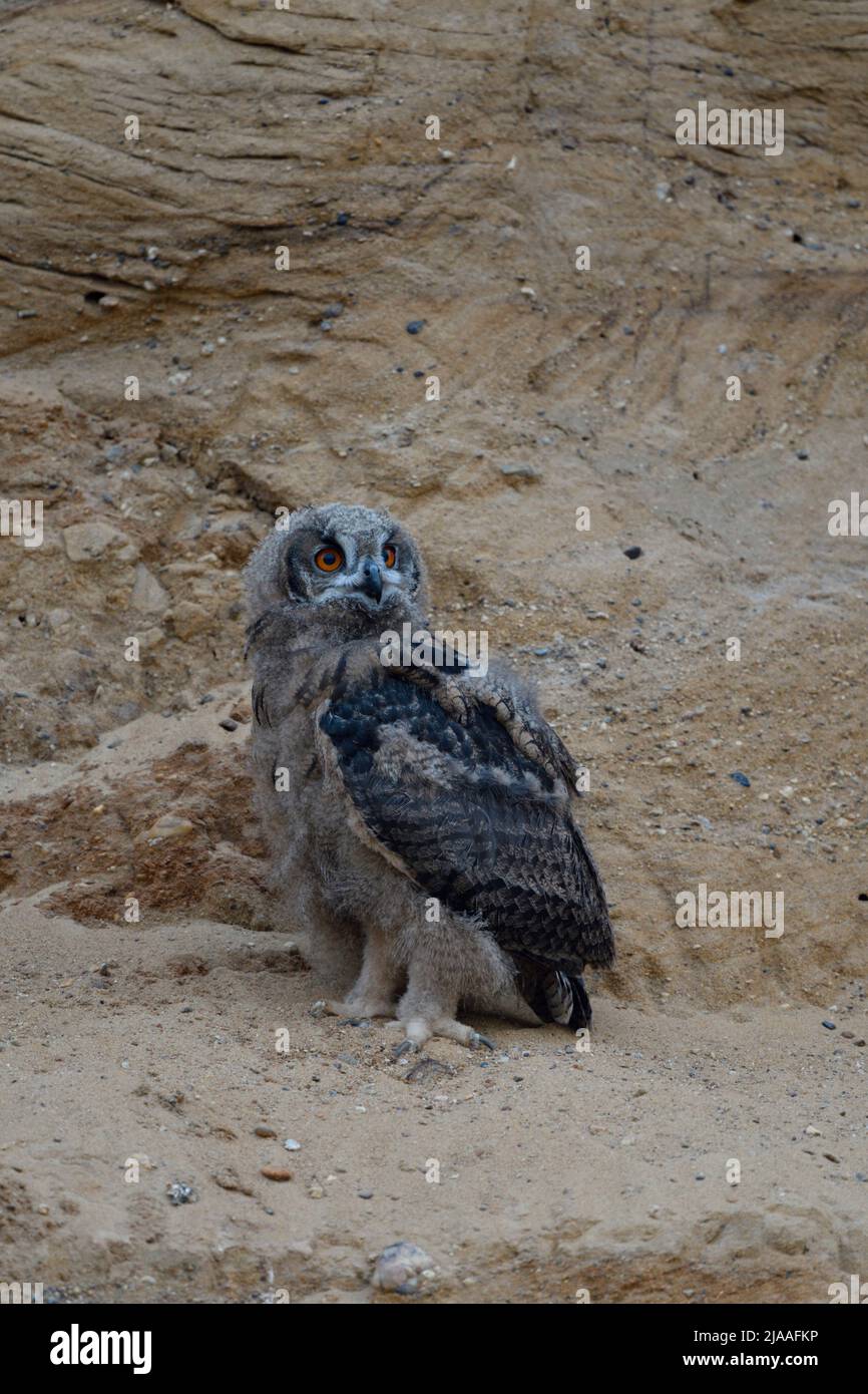 Gufo reale / Europaeischer Uhu ( Bubo bubo ), giovane pulcino, owlet nella buca di sabbia, moulting, fauna selvatica, l'Europa. Foto Stock