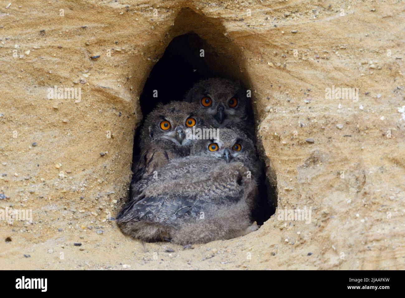 Eurasian Gufo Reale / Europaeische Uhus ( Bubo bubo ), giovani pulcini in ingresso del loro nido scavano, guardando, sembra divertente, la fauna selvatica. Foto Stock