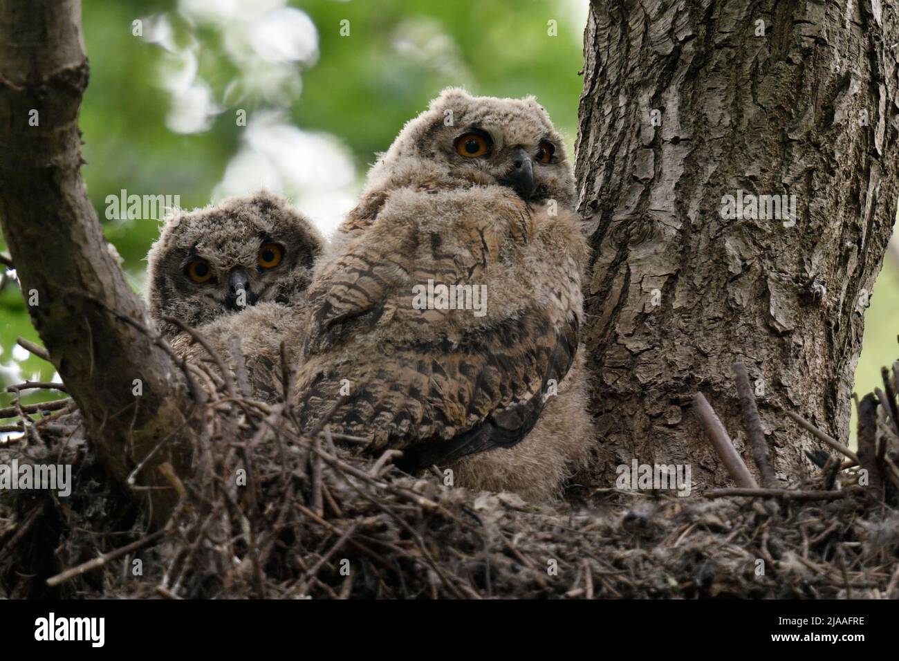 Gufo reale / Europaeische Uhus ( Bubo bubo ) prole, pulcini, owlets, giovani gufi Appollaiati in nido in alto in un albero, la fauna selvatica, l'Europa. Foto Stock